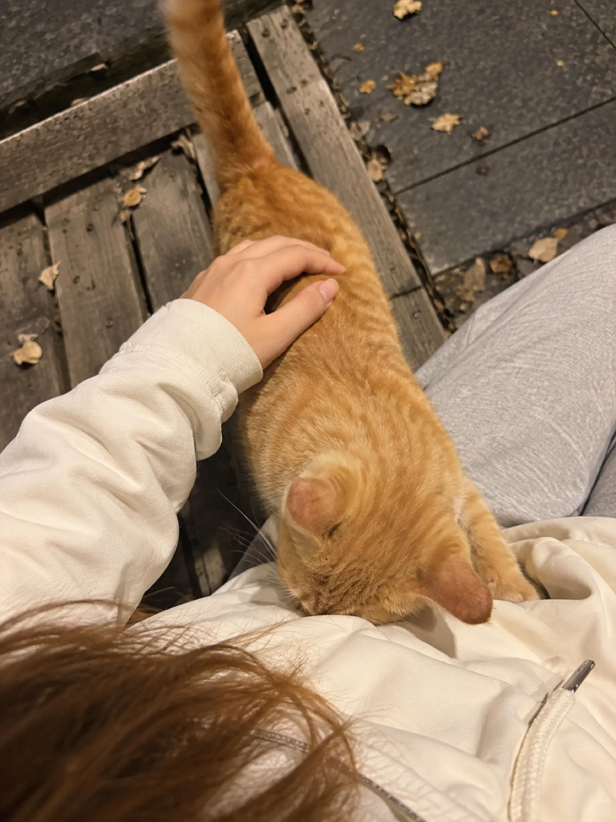户外长椅旁，有人伸手轻轻抚摸靠近腿边的小橘猫