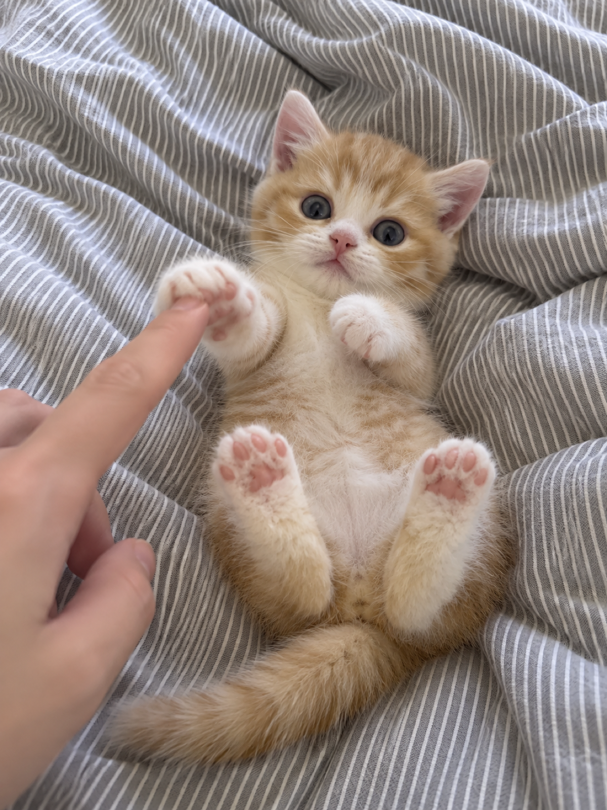 小橘猫躺在条纹床单上，用爪子碰人的手指