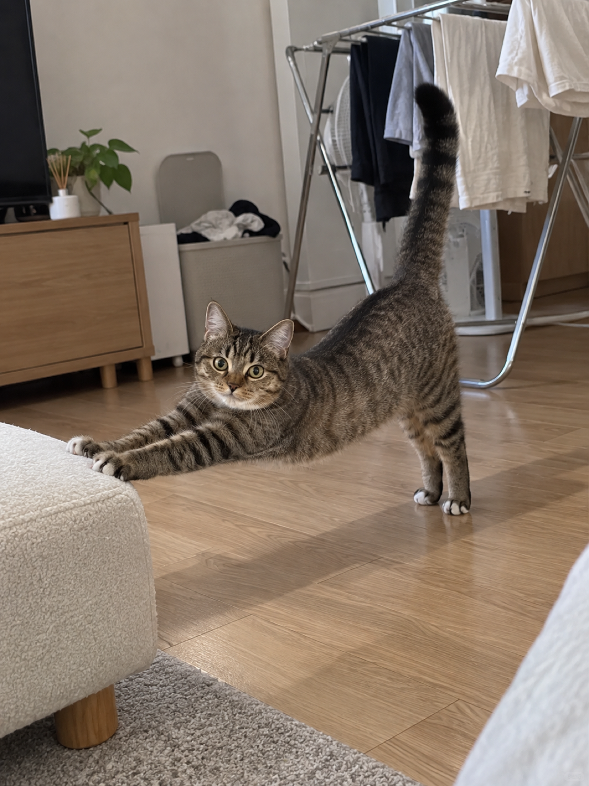 虎斑猫前爪搭在凳边伸懒腰，尾巴竖起